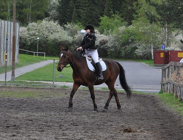 Anden særlig race Indian Pride | Indisk stolthed - Første dressur stævne sammen.<33.
Maj 2010 (Foto: Marina Bohn Hansen) billede 10
