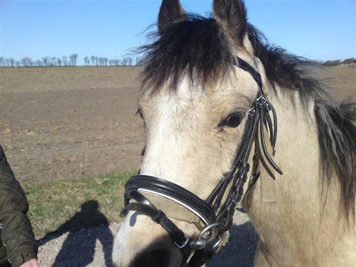 Anden særlig race Mister Surprice ( Solgt) - Smukke Pony billede 4