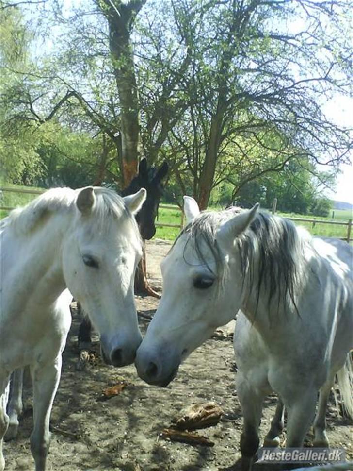 Welsh Pony (sec B) Lyngvejens Jack  - Frajser og Jack på fold :D billede 17