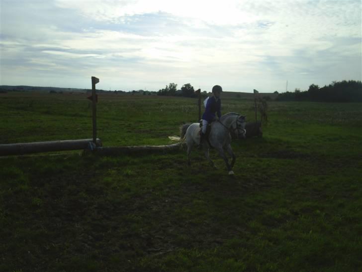 Welsh Pony (sec B) Lyngvejens Jack  - Military :) billede 18