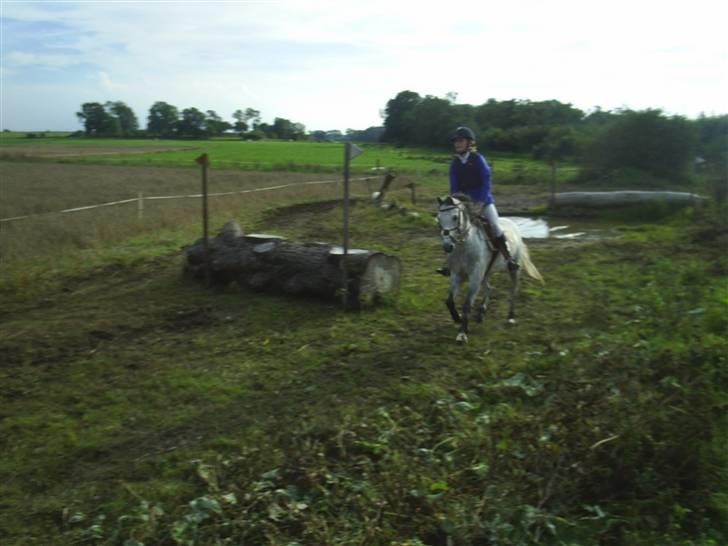 Welsh Pony (sec B) Lyngvejens Jack  - Military, på vej op af vandet :P billede 19