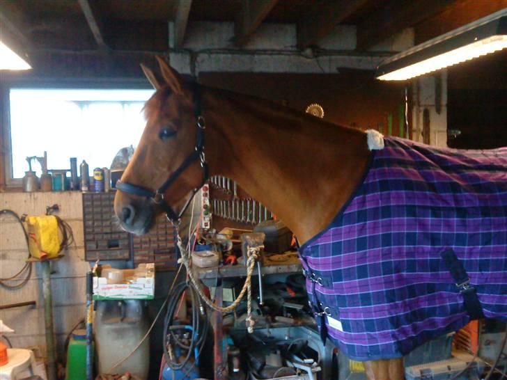 Palomino Kandiz - Kandiz med hendes fine nye dækken <3  billede 15