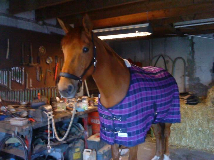 Palomino Kandiz - Kandiz igen med hendes fine dækken <3 billede 16