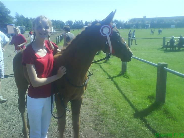 Dansk Varmblod Lana Leth  - Følskue 2008 :) billede 6