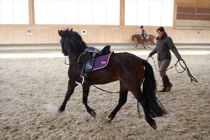 Anden særlig race Jamila  - Fuld gang med tilridningen billede 1
