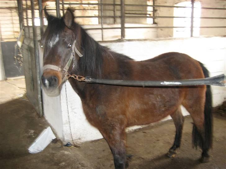 Anden særlig race Jamila  - Fra da jeg lige fik hende hjem. Lidt af en uldtot! billede 2