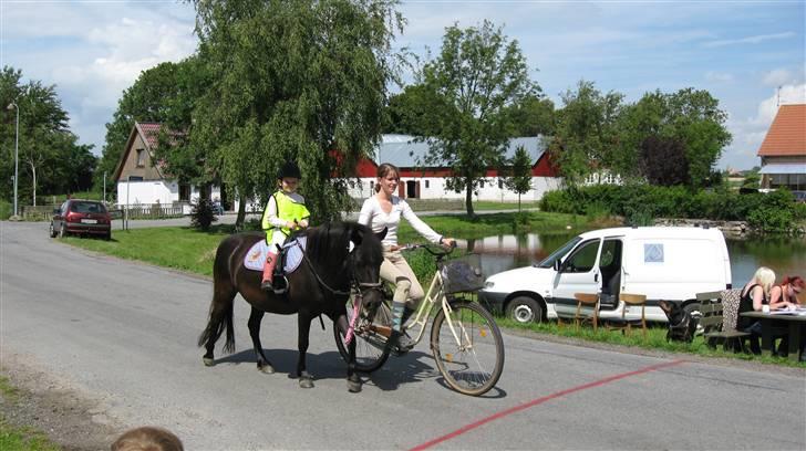 Anden særlig race Bella billede 1