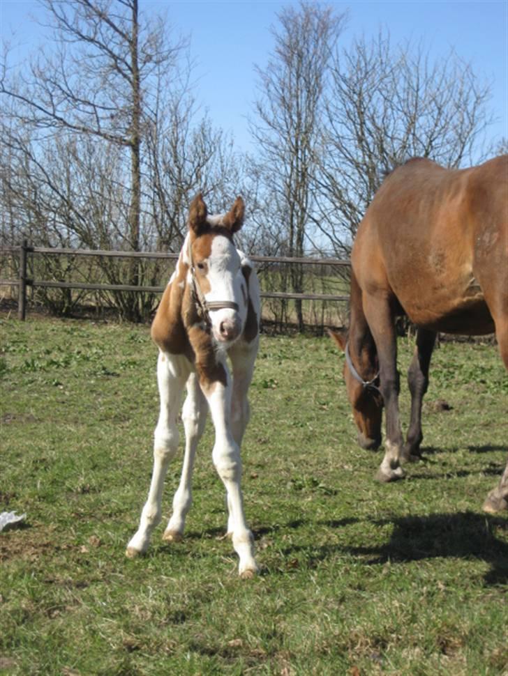 Pinto Thorgaard's Cosméo himmelhest - velkommen til min profil billede 2