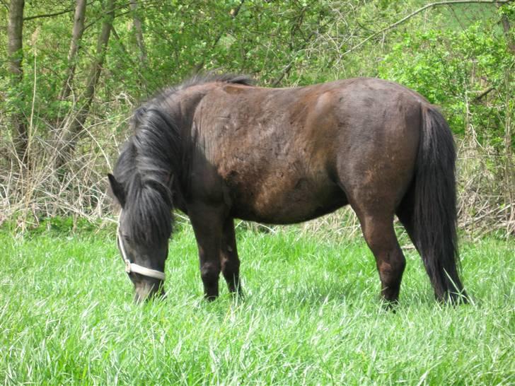 Anden særlig race Bella billede 7