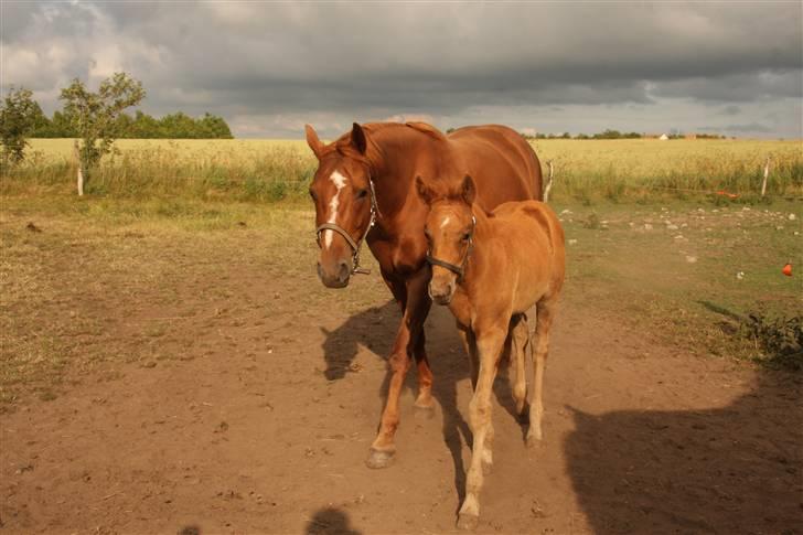 Anden særlig race Thea billede 2