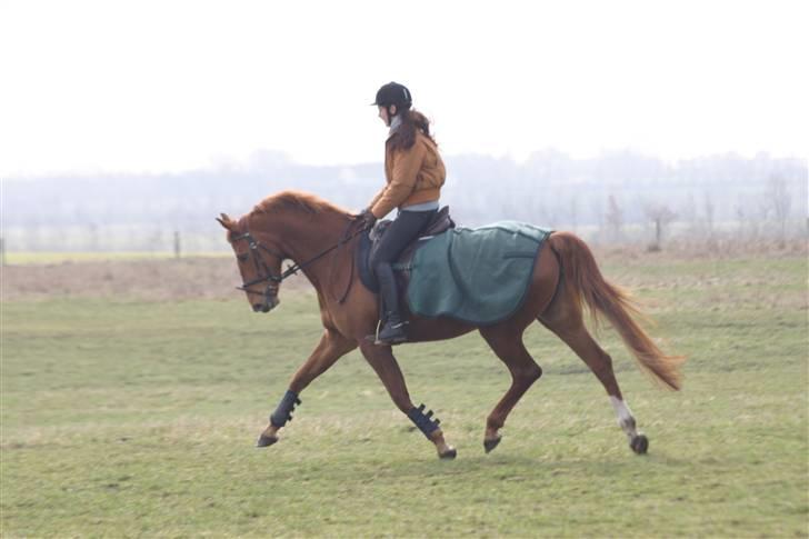 Anden særlig race Thea billede 3