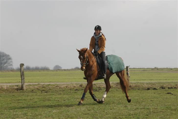 Anden særlig race Thea billede 4