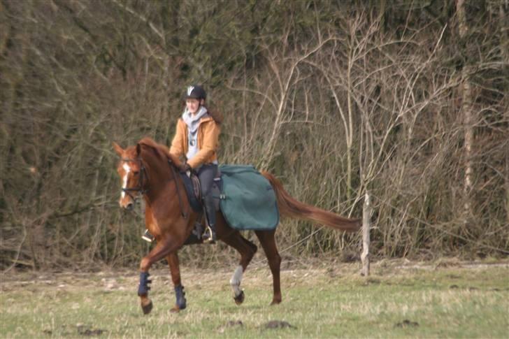 Anden særlig race Thea billede 5