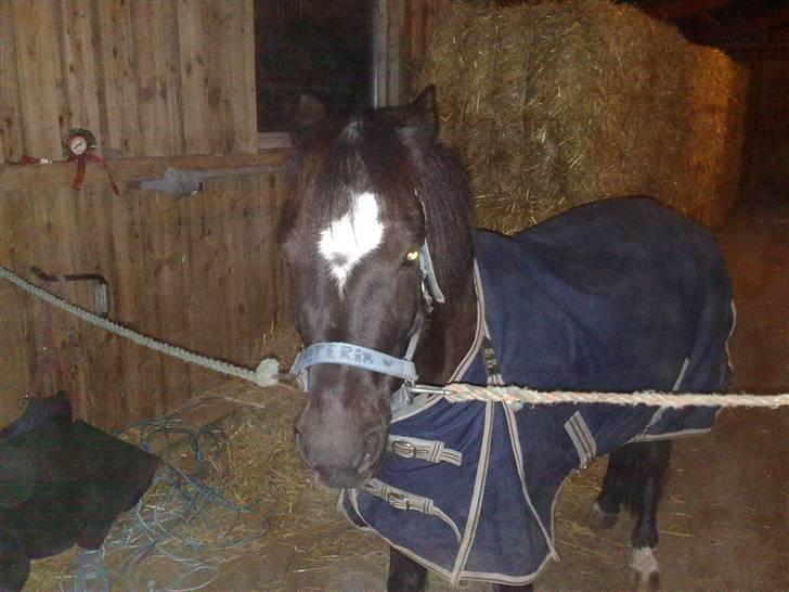 Anden særlig race Asterix;) - SE MIG!!! billede 2