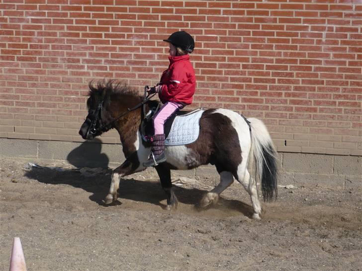 Shetlænder Mini Max billede 15