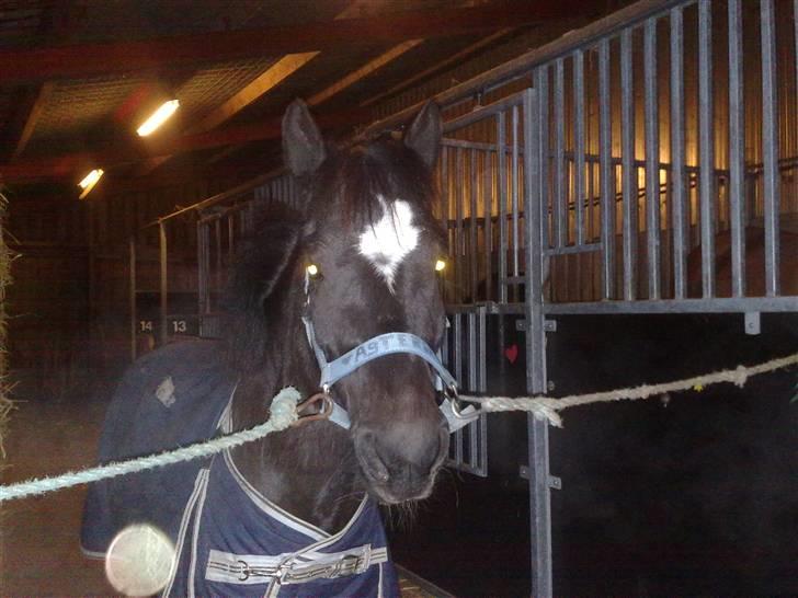 Anden særlig race Asterix;) - Åhh... bliver der nu taget billed igen!!!??? billede 3