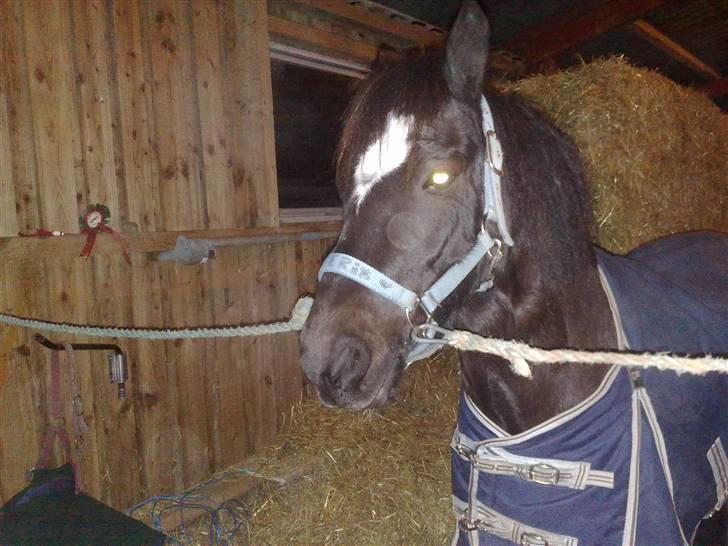 Anden særlig race Asterix;) - Er jeg ikke sød? billede 4