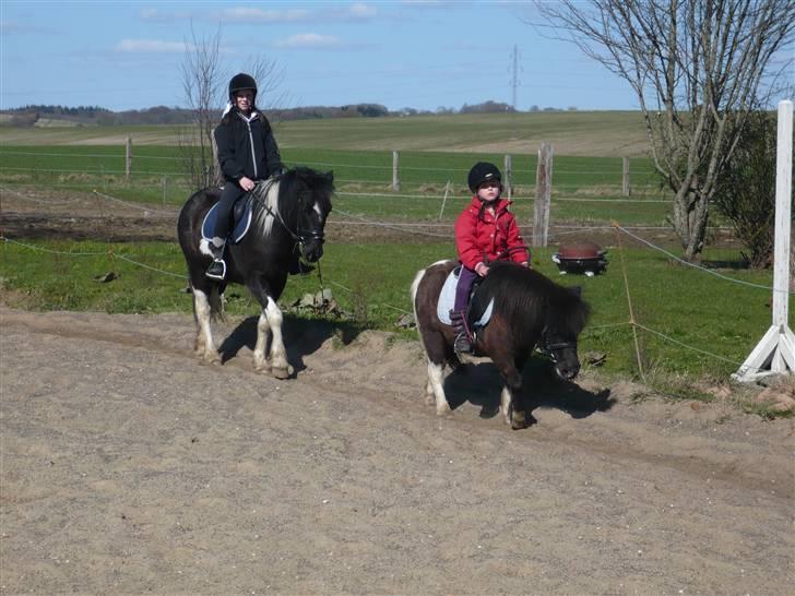 Shetlænder Mini Max billede 16