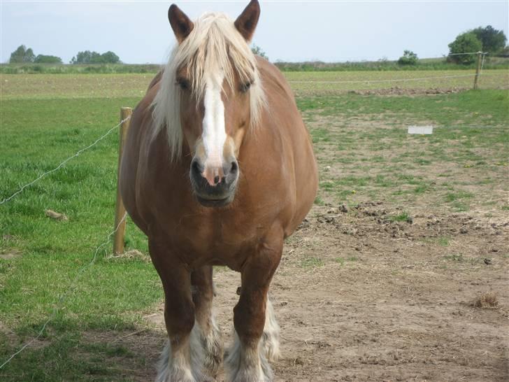 Belgier Bondagergaards Josefine  - Meget tæt på termin..  taget i maj sidste år. billede 14