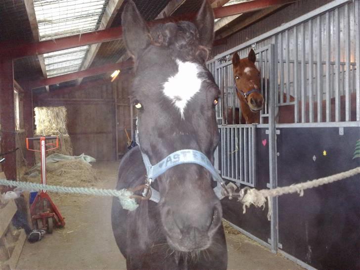 Anden særlig race Asterix;) - Ja jeg har så været til frisøren og fået krøller er jeg ikke bare super smart? XD billede 10