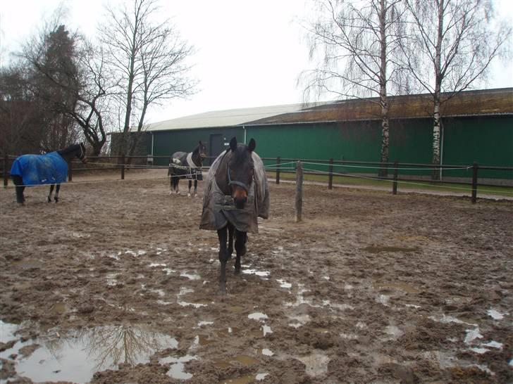 Trakehner Mosegården Goldenas R.I.P - min elsket Sorte på sygefold :-D billede 8