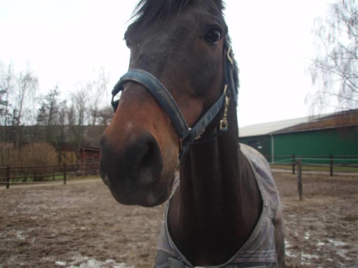 Trakehner Mosegården Goldenas R.I.P billede 9