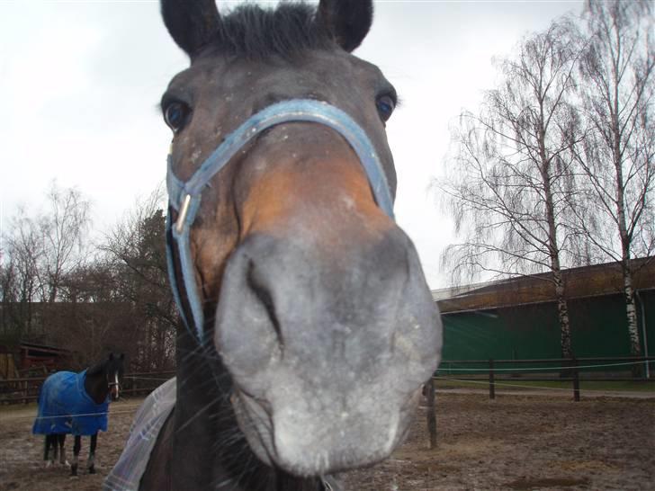 Trakehner Mosegården Goldenas R.I.P billede 10