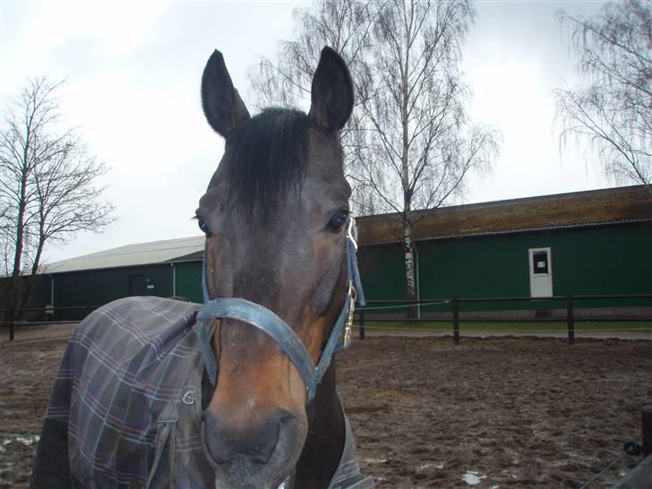 Trakehner Mosegården Goldenas R.I.P billede 11