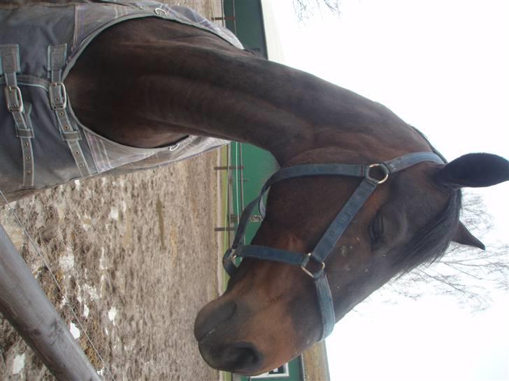 Trakehner Mosegården Goldenas R.I.P billede 12