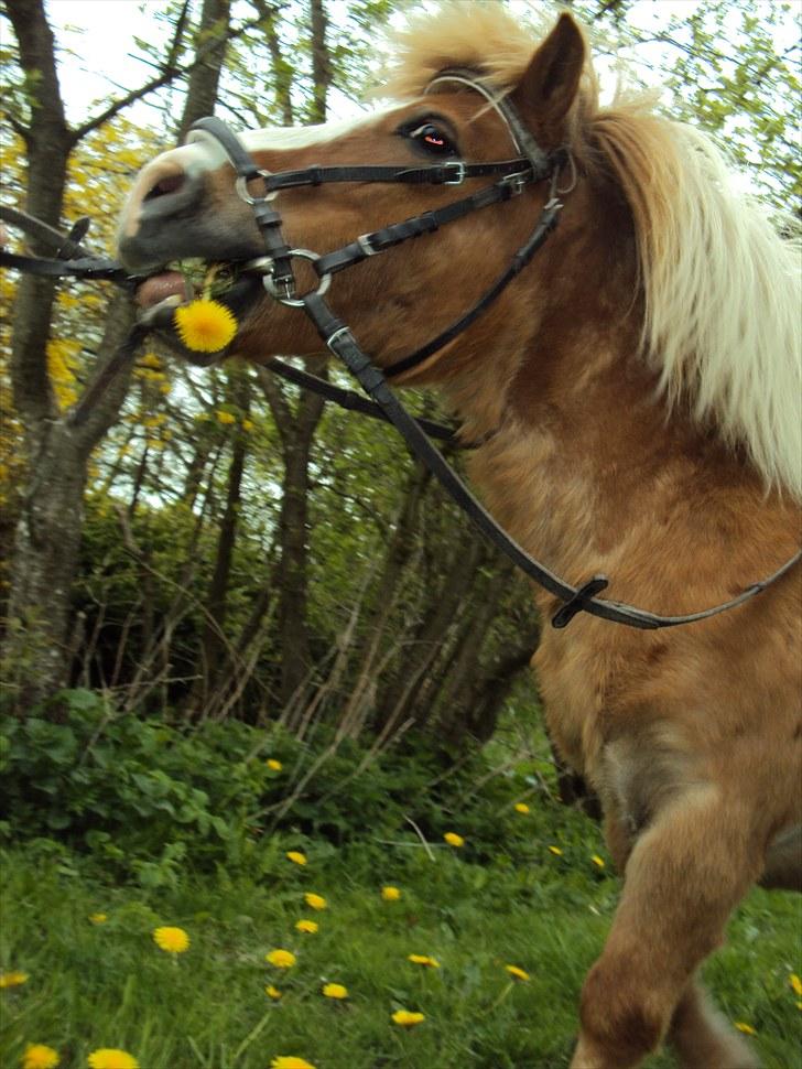 Shetlænder Silas billede 6