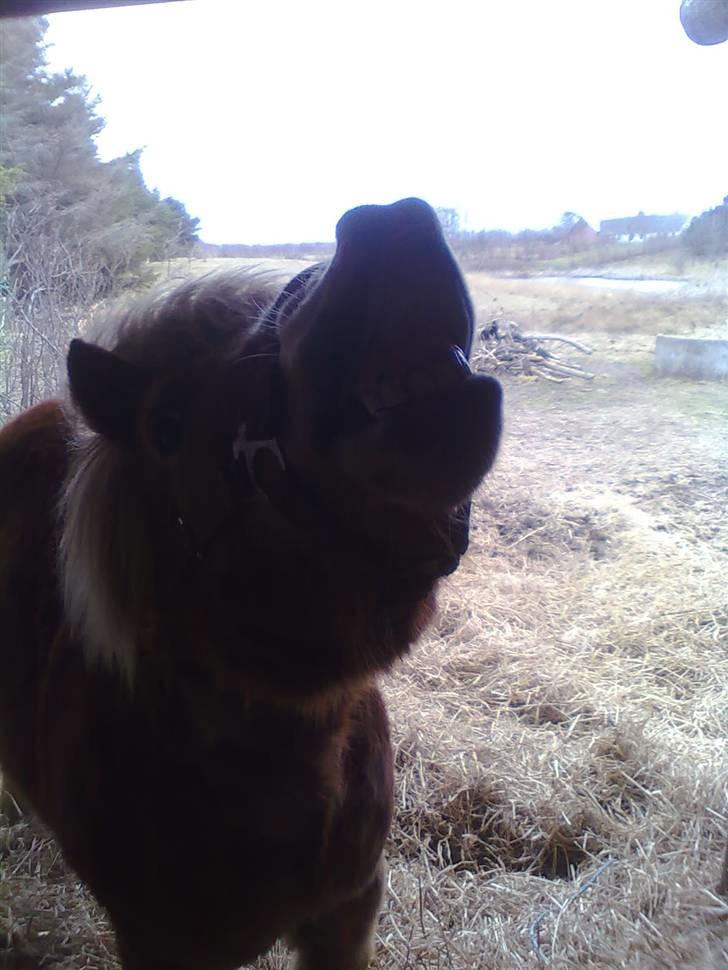 Shetlænder Silas - smil til silas og han smiler igen!!! billede 18