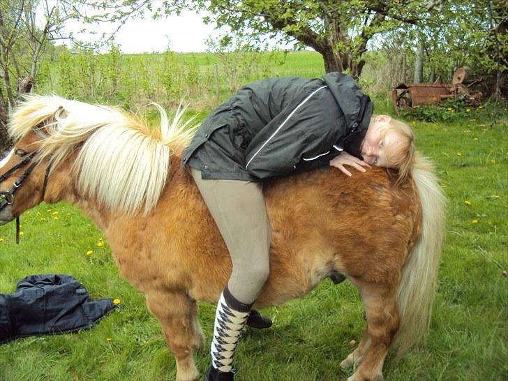 Shetlænder Silas billede 19