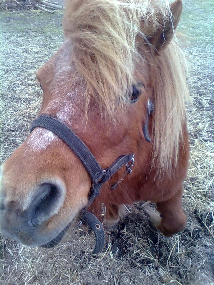 Shetlænder Fiona - hun er sååå sød billede 18