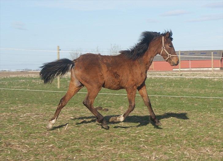 Anden særlig race Troja *Solgt* - 1 år. Trav. billede 10