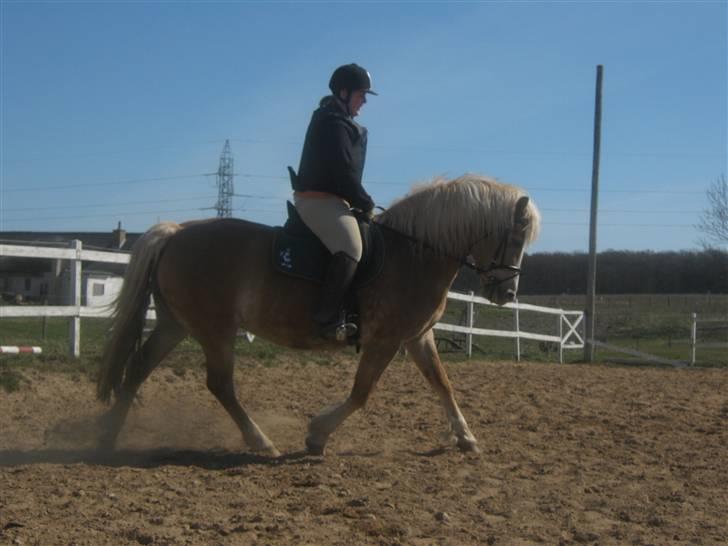 Haflinger Koldbakkens Hertz billede 10
