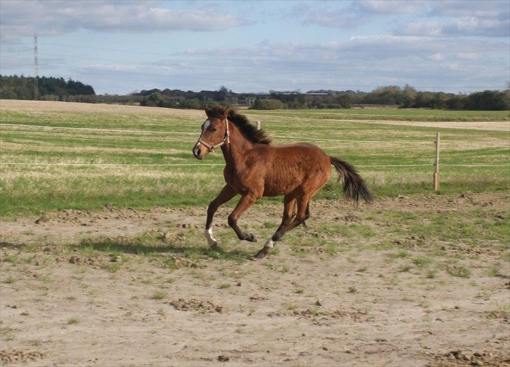 Anden særlig race Troja *Solgt* - 6 mdr. Galop. billede 11