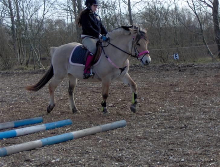 Fjordhest Nette <3 (mor til Molli) •himmelpony• - vi to kan alt sammen<3 billede 7