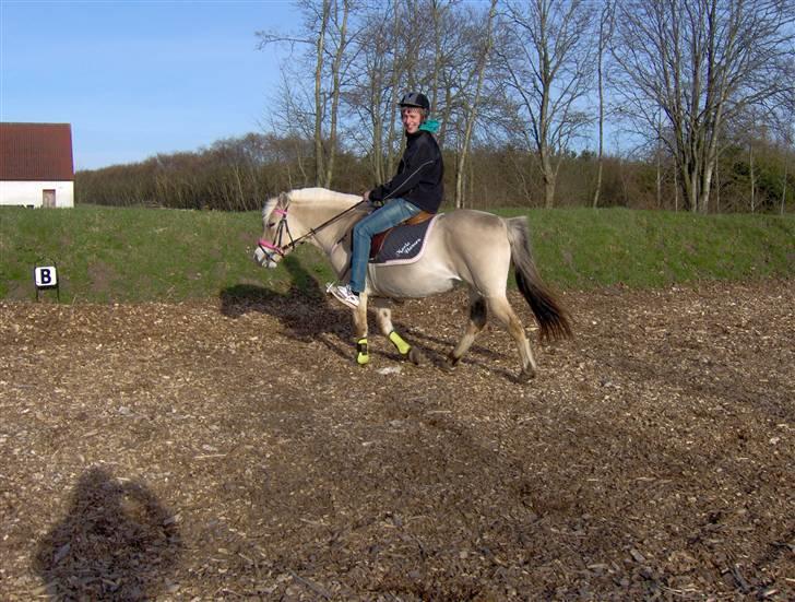 Fjordhest Nette <3 (mor til Molli) •himmelpony• - min dejlige kæreste<3 på nette :)  billede 9