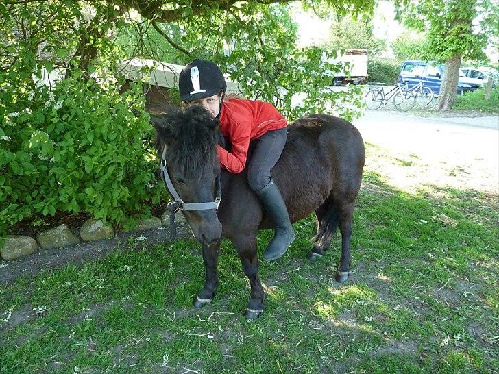 Shetlænder Frederik billede 19