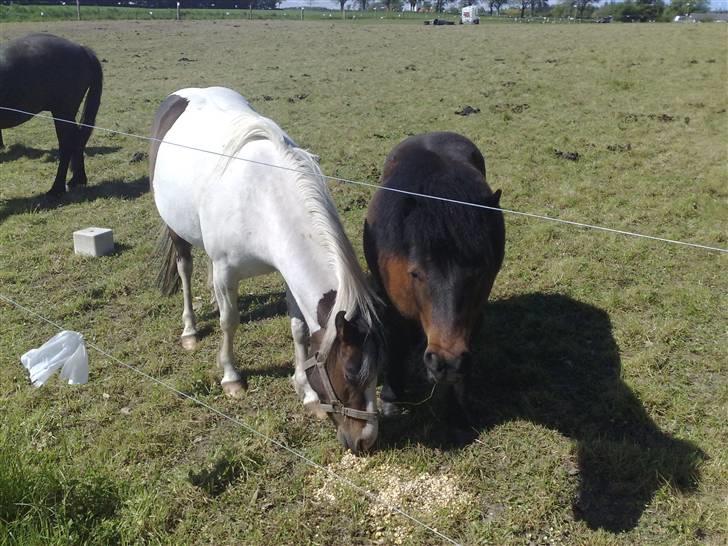 Anden særlig race Dixie billede 2