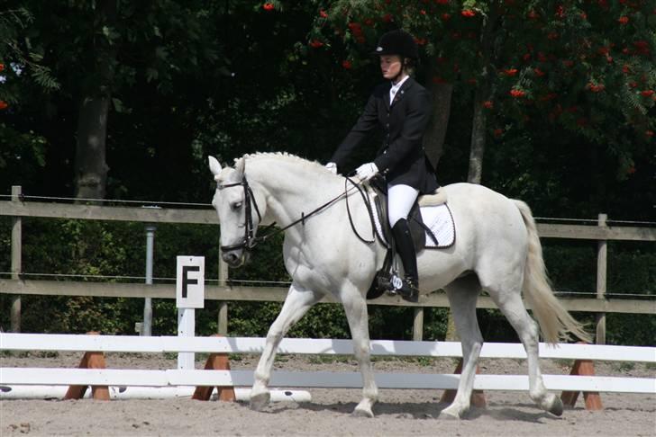 Anden særlig race sasja B PONY ! ILY. SOLGT billede 6