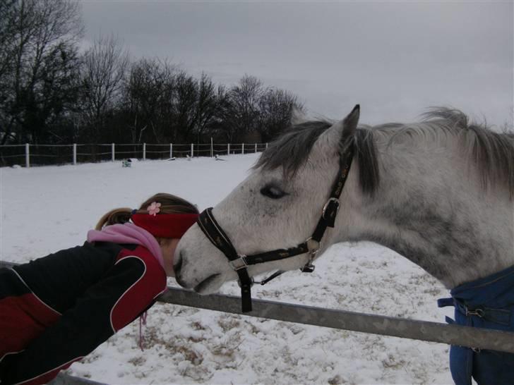 Tysk Sportspony Mateo 5  R.I.P 15.06.2010 - Jeg elsker dig min prins! :´) billede 19