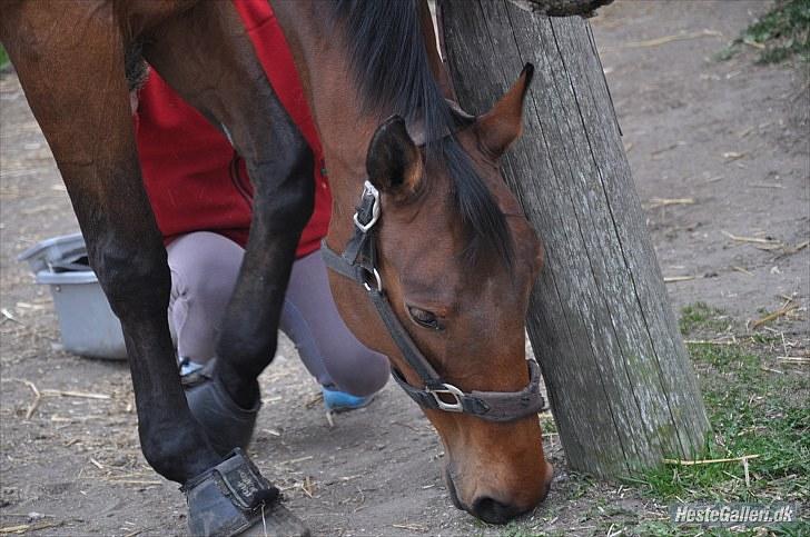 Anden særlig race Fanta - Hmmm, er der noget græs??? Foto: Nanna billede 6