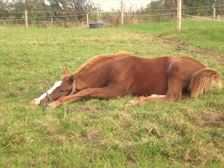 Dansk Varmblod Alby's Leonardo Da Vinci - "Kast pinden" billede 3