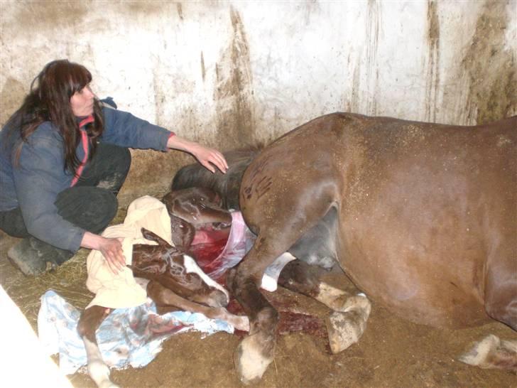 Dansk Varmblod Alby's Leonardo Da Vinci billede 4