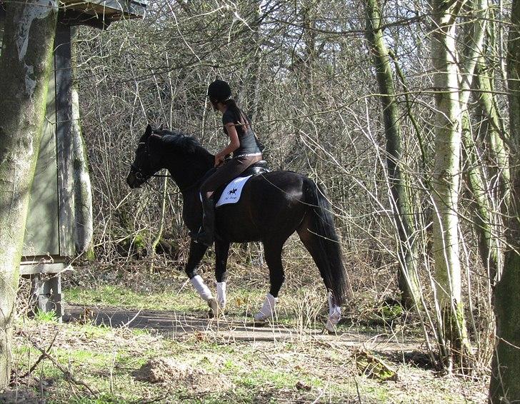 Dansk Varmblod Traneenggårds Aspecada - min dejlige hest!<3 billede 2