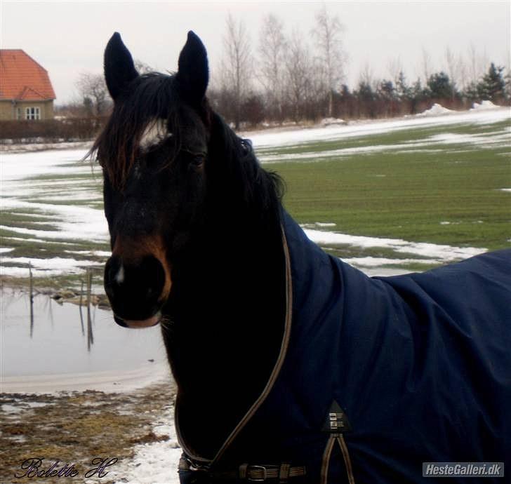 Dansk Varmblod Traneenggårds Aspecada billede 5