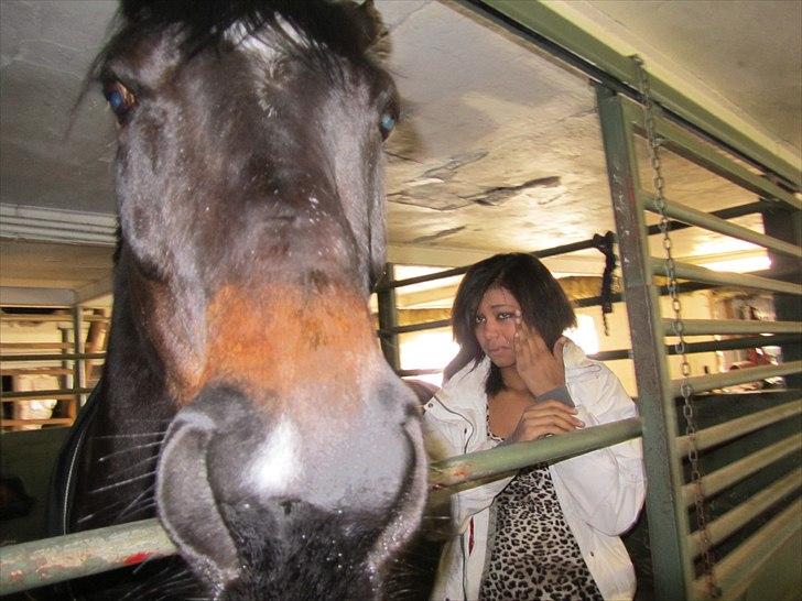 Dansk Varmblod Traneenggårds Aspecada - lige da jeg fik hende 27. marts.. var helt tude færdig! <3 billede 7