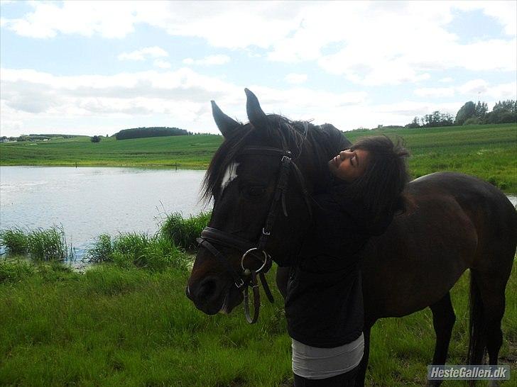 Dansk Varmblod Traneenggårds Aspecada - <3 billede 8