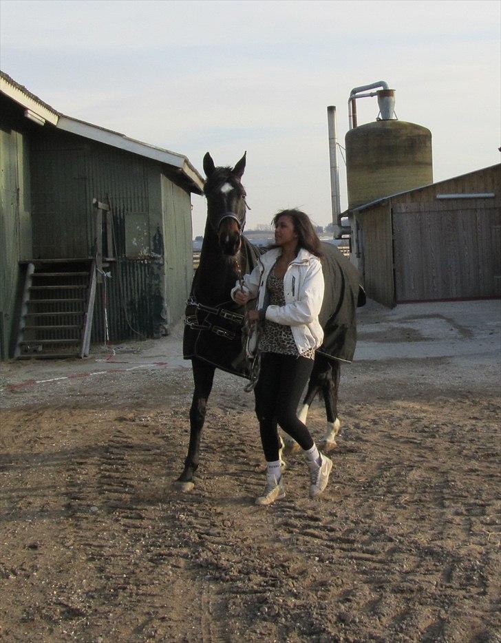 Dansk Varmblod Traneenggårds Aspecada billede 10